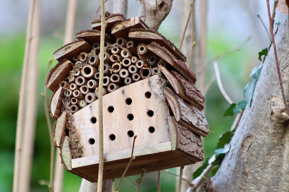 insect-hotel-7753737_960_720.jpg