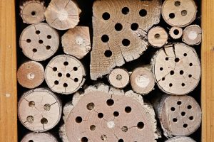 insect-hotel-2643713_960_720.jpg