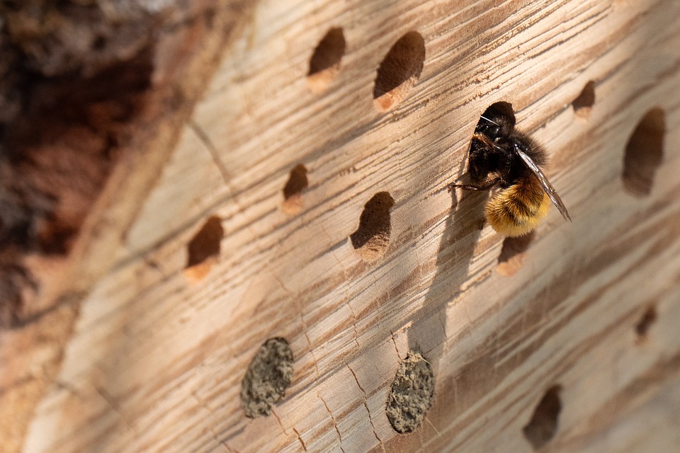 insect-hotel-5082420_960_720.jpg