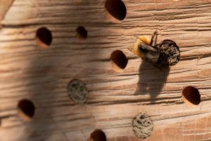 insect-hotel-5082527_960_720.jpg